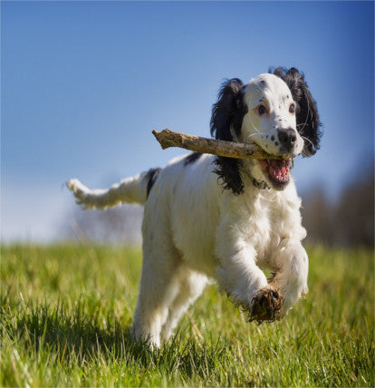 CBD für Tiere